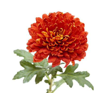 orange and yellow chrysanthemum isolated on whiteの写真素材