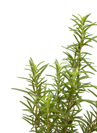 young rosemary plant isolated on white backgroundの写真素材