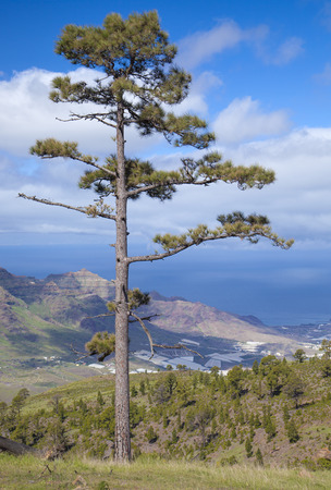 West Gran Canaria in February, hiking path through old pine forest around Integral Nature Reserve Inagua, view towards La Aldea de San Nicolasの写真素材