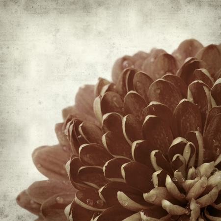 textured old paper background with orange and yellow chrysanthemumの写真素材