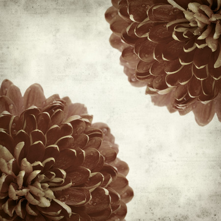 textured old paper background with orange and yellow chrysanthemumの写真素材