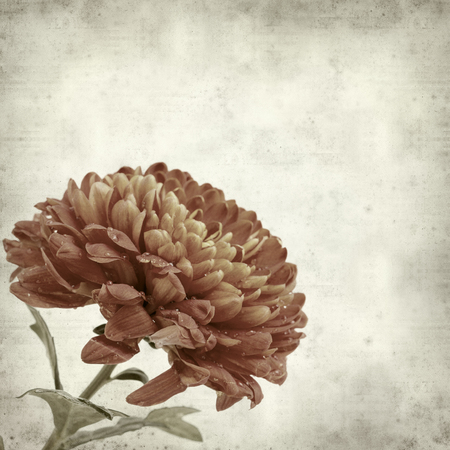textured old paper background with orange and yellow chrysanthemumの写真素材