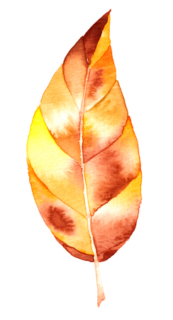 watercolor autumn leaf isolated on white backgroundの写真素材