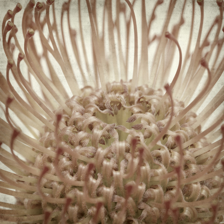 textured old paper background with red pincushion protea flower