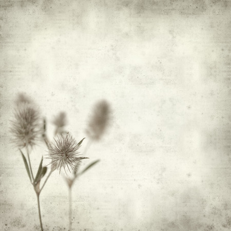 textured old paper background with hare foot cloverの写真素材