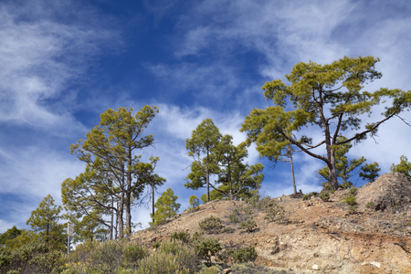 Central Gran Canaria, protected area of Integral Nature Reserve Inaguaの写真素材