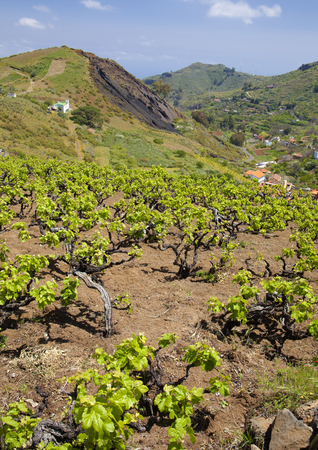 Central Gran Canaria in April,new leaves on old vines, vineyards around San Mateo with old vine plantsの写真素材