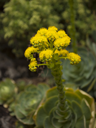 flora of Gran Canaria - flowering Aeonium, natural floral backgroundの写真素材