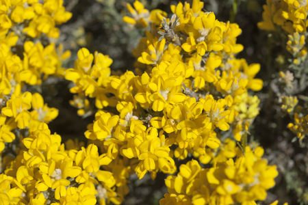 flora of Gran Canaria - Genista microphylla, locally called yellow broom or mountain broom, endemic of Gran Canariaの写真素材