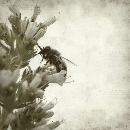 textured old paper background with honeybee on Echium flowerの写真素材