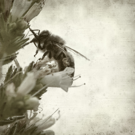 textured old paper background with honeybee on Echium flowerの写真素材