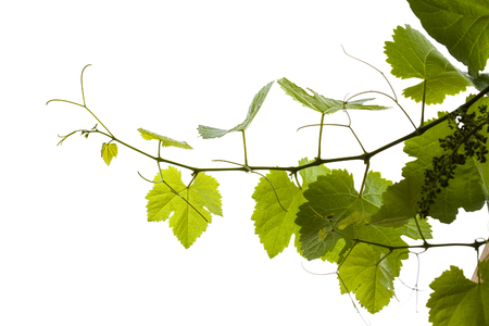 young grapewine isolated on white backgroundの写真素材