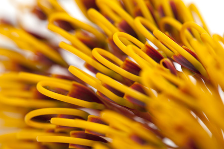 flowers of Grevillea robusta, isolated on whiteの写真素材