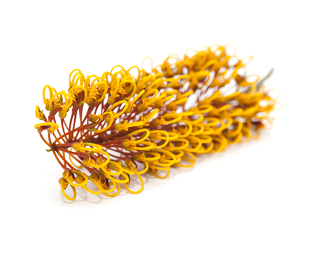 flowers of Grevillea robusta, silk oak, isolated on white backgroundの写真素材