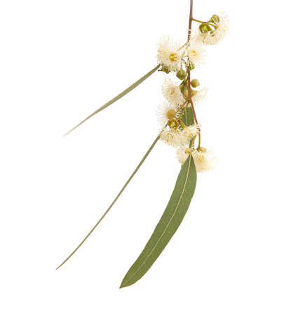 flowering Eucalyptus camaldulensis isolated on white backgroundの写真素材