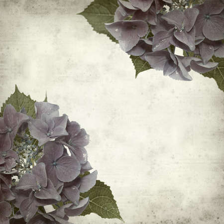 textured old paper background with blue Hydrangea inflorescence