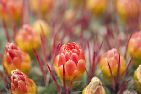red flowering cactus natural floral backgroundの写真素材
