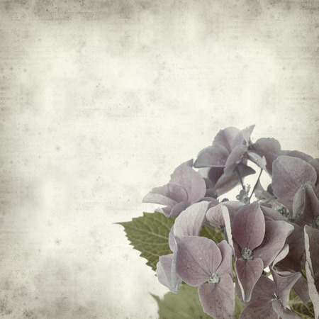 textured old paper background with blue Hydrangea inflorescence