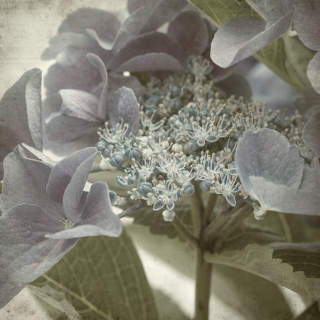 textured old paper background with mophead hydrangeaの写真素材