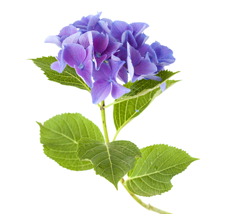 blue Hydrangea isolated on white backgroundの写真素材