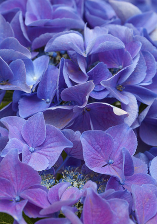blue Hydrangea natural floral backgroundの写真素材