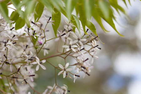 flowering  chinaberry tree natural floral  background, shallow dofの写真素材