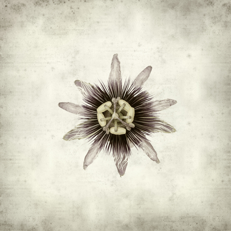 textured old paper background with purple and passifora flowerの写真素材