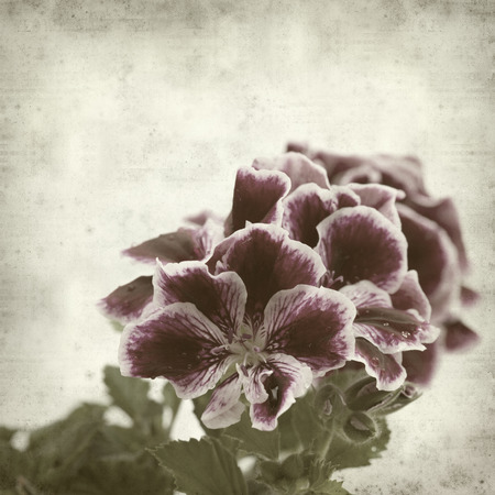 textured old paper background with striking dark magenta and white pelargonium