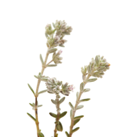flora of Gran Canaria - Micromeria, small twigs isolated on whiteの写真素材