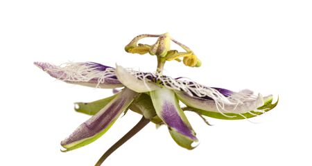 white and blue passionflower isolated on white backgroundの写真素材