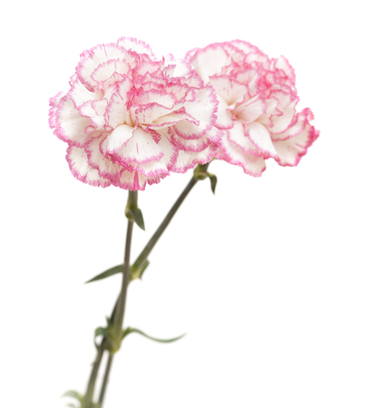 pretty pink carnation isolated on white backgroundの写真素材