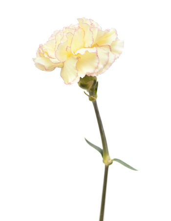 pretty pink  and yellow carnation isolated on white backgroundの写真素材