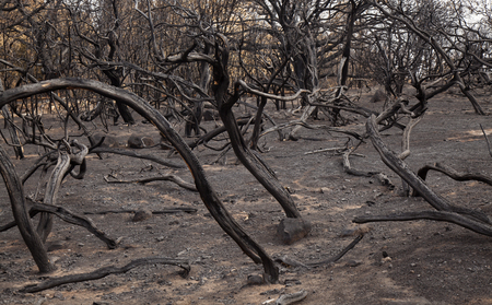 Gran Canaria, Las Cumbres, the highest areas of the island, after forest fire of september 2017の写真素材