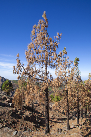 Gran Canaria after wild  fire, October 2017, Las Cumbres - the highest areas of the islandの写真素材