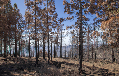 Gran Canaria after wild  fire, October 2017, Las Cumbres, view into Tirajana valleyの写真素材