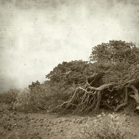 textured old paper background with windswept juniper tree on El Hierro, Canary Islandsの写真素材