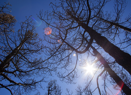Gran Canaria after wild  fire, October 2017, view upwards through burned branches of Canarian Pine...