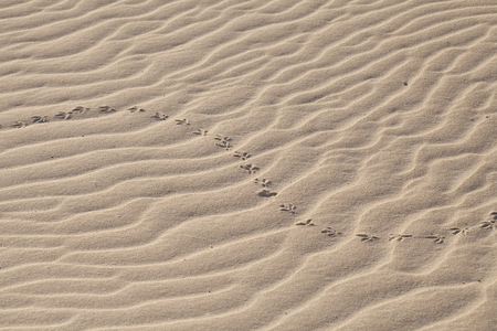 wind and sand pattern on the surface of a  dune revelaved by a low evening light