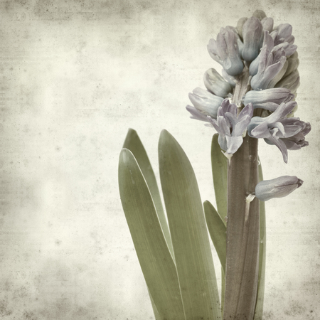 textured old paper background with blue hyacinthの写真素材