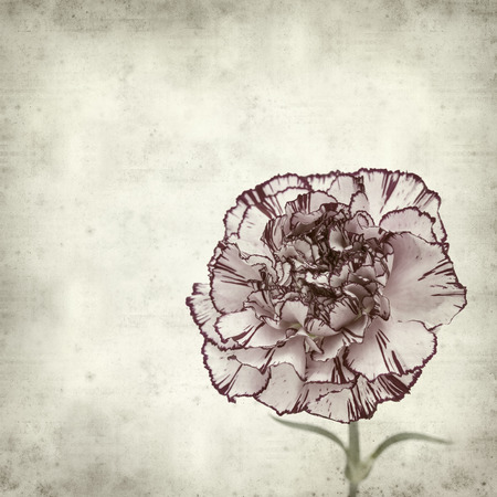 textured old paper background with variegated carnation flowerの写真素材