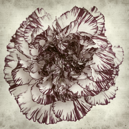 textured old paper background with variegated carnation flowerの写真素材