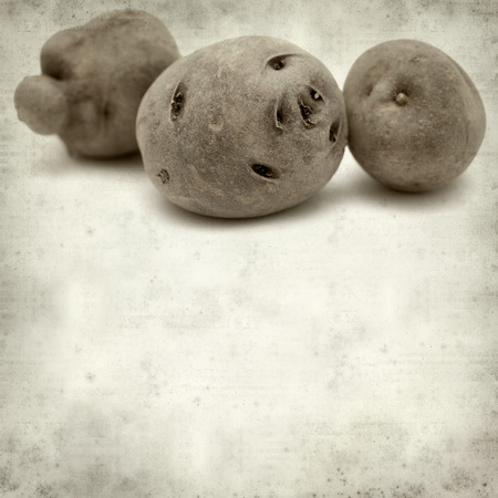 textured old paper background with small dark Canary Islands potatoes  papa bonita, i.e.e pretty potato, old variety of potatoesの写真素材