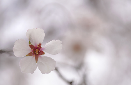 flowering almonds natural seasonal floral backgroundの写真素材