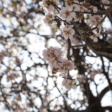 flowering almonds backgound, old treeの写真素材