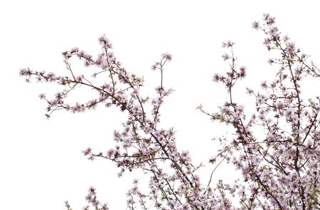 almond blossoms isolated on white backgroundの写真素材