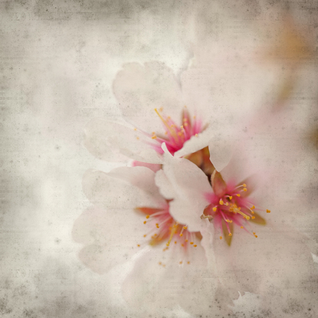 textured old paper background with flowering almond branchesの写真素材