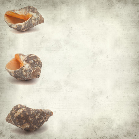 textured old paper background with sea snail shell
