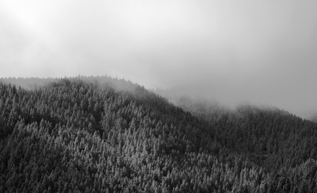 canarian pines in the fog natural landscape background, monochrome
の写真素材