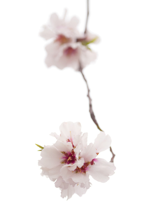 almond blossoms isolated on white backgroundの写真素材