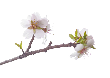 almond blossoms isolated on white backgroundの写真素材